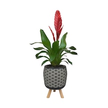 Kırmızı Alev Kılıcı Çiçeği Siyah Motif Desenli Saksıda