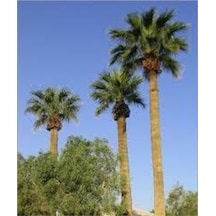10 Adet Tohum Washingtonia Rabusta Palmiye Tohumu