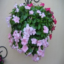 Vinca Rosea Soft Pink Rozet Çiçeği Tohumu 20 Tohum