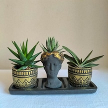 Haworthia & Gasteria 3'lü Sukulent Seti | Helen Siyah & Gold Seri