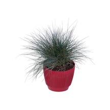 Mavi Çim Saksı'da Festuca Glauca