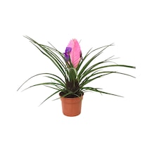 Tillandsia Cyanea (Hava Bitkisi) Ø8.5 CM Y20-25 CM