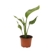 Strelitzia Nicolai- Starliçe Beyaz Cennet Kuşu Çiçeği - Turna Gagası - Mini Boy Iç Mekan Ofis Salon