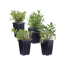 Saksılı Kekik Lavanta İkili Set 10-20 Cm