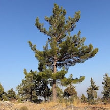 Tüplü Kara Çam pinus Nigra Fidanı
