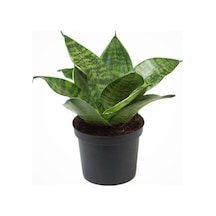 Bodur Paşa Kılıcı Hava Temizleyici Sansevieria Zeylanica Mini Boy