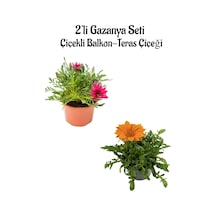 Pembe-turuncu Renk Gazanya Çiçeği 2 Adet Saksılı 10-20cm Bahçe Balkon Çiçeği