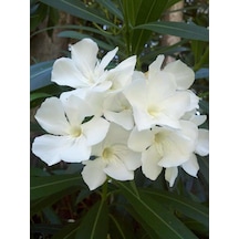 Tüplü Beyaz Zakkum Nerium Oleander Fidanı