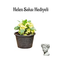 Anneler Gününe Özel Sarı Renk Milii Dikenler Tacı Çiçeği Helen Saksı Hediyeli