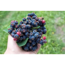 Saskaton Berry Fidanı 2 Adet