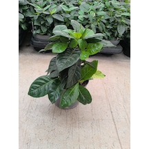 Gardenia Çiçeği