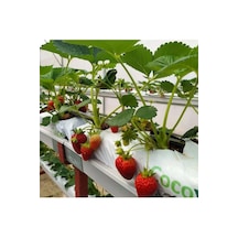 Topraksız Market Çilek İçin Cocopeat