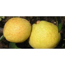 Margarit Armut Fidanı Aşılı - 2 Yaş Tüplü \ 80-100 Cm
