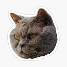 British Shorthair Kedi Araba Oto Sticker Etiket 17Cm Z6