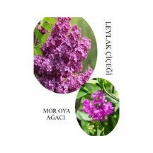 Kokulu Leylak Çiçeği Fidanı 1 Adet Saksılı 30-60cm+mor Oya Fidanı 30-60cm
