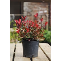 Alev Çalısı 20 Adet - Photinia Red Robin Canlı Dış Mekan Bitkisi