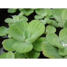 Su Marulu Su Üstü Bitkisi Suyu Filtreler Temizler Pistia 5-7 Cm 1 Adet