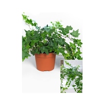 Formlu Ve Gelişmiş Hedera Helix 40-60 Cm Bahçelik Orman Sarmaşığı