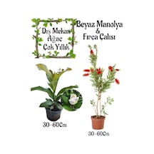 Kokulu Manolya Ağacı 1 Adet Saksılı+kırmızı Oya Ağacı 1 Adet Saksılı Bahçe Seti