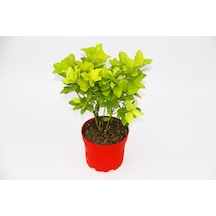 Sarı Kırmızı Gold Taflan Euonymus -  N11.6313