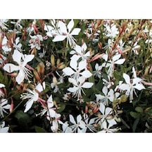10 Adet White Gaura Whırlıng Butterflıes Tohumu
