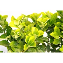 Gold Taflan Euonymus Japonica Aurea Sarı Çit Bitkisi 6 Li Dikim Sarı Saksıda 2 Adet