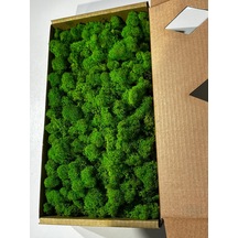 Reindermoss Şoklanmış Norveç Yosunu Terarium Yosunu Grass Green Light 5000 Gr.