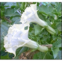 10 Adet White Ballerina Trumpet Tohumu