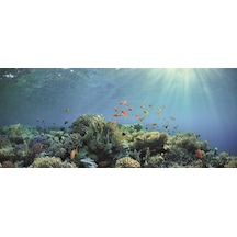 Kanki Pet Kp1556530 Akvaryum Arka Fon Yapıştırma 155 X 65 Cm