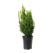Serada Decor Plant Şimşir 20-40 Cm Buxus Japonica Rococo Çit Yapımına Uygun Dış Mekan Süs Bitkisi