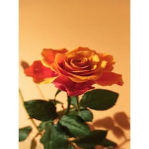 Videolu 1 Adet Canlı Turuncu Bodur Gül Fidanı 20-40 Cm Tüplü Çiçekli Bodur Bitkiler Orange Rose
