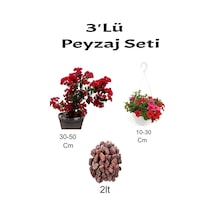 3'lü Peyzaj Seti Kırmızı Bodur Begonvil Kırmızı Petunya Çiçeği Curf
