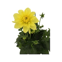 Dahlia - Yıldız Çiçeği - Dalya Bitkisi Sarı Renk Dış Mekan Balkon Bahçe Peyzaj