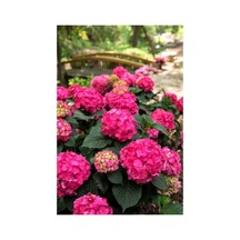 Canlı Ortanca Çiçeği Fidanı-pembe Renk 10-20 Cm