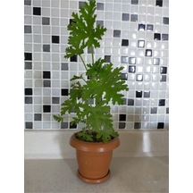 Sardunya Itır Çiçeği 1 Adet Saksılı/ Tüplü Balkon- Teras Çiçeği