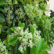 Tüplü Kartopu Viburnum Lucidum Fidanı daima Yeşil
