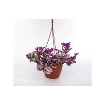 Pembe Çizgili Telgraf Çiçeği Fidanı 10-20 Cm
