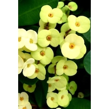 Gold Euphorbia Dikenler Tacı Mini Boy 12-13cm