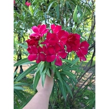 Videolu Zakkum Çiçegi Kırmızı Renk 70 100 Cm 1 Adet Tüplü Zakkum Fidanı Red Oleander