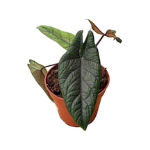 Alocasia Scalprum Fil Kulağı
