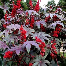 Ricinus Communis Kene Çiçeği Tohumu 50 Tohum