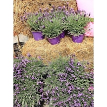 Mor Lavanta 20 60 Cm 5 Adet Saksılı/ Tüplü Çiçekli Iç/ Dış Mekan Bitkisi Lavandula