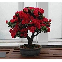 Bodur Kırmızı Gül Bonzai Ağacı Tohumu 5 Adet Tohum Bonsai Ağacı Tohumu