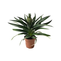 Ananas Comosus (Ananas Bitkisi) Ø12 CM Y30-35 CM