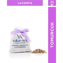 Lavanta