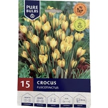 Ithal Crocus Fuacotinctus Çiğdem Soğanı Çiçek Bitki Soğanı