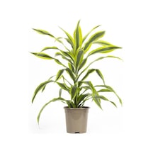 Dracaena Lemon Lime 17 Çap