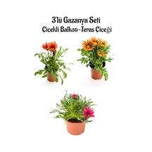 Pembe Beyaz-turuncu-turuncu Sarı Renk Gazanya Çiçeği 3 Adet Saksılı 10-20cm Teras Çiçeği