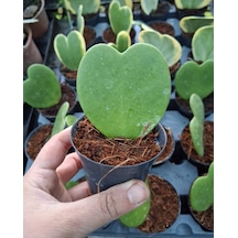 Sarmask Yeşil Hoya Kerrii, Kalp Sukulent
