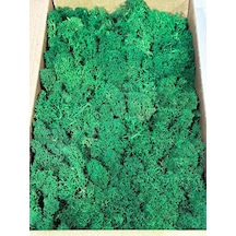 Reindermoss Şoklanmış Norveç Yosunu Terarium Yosunu Grass Green 5 Kg.